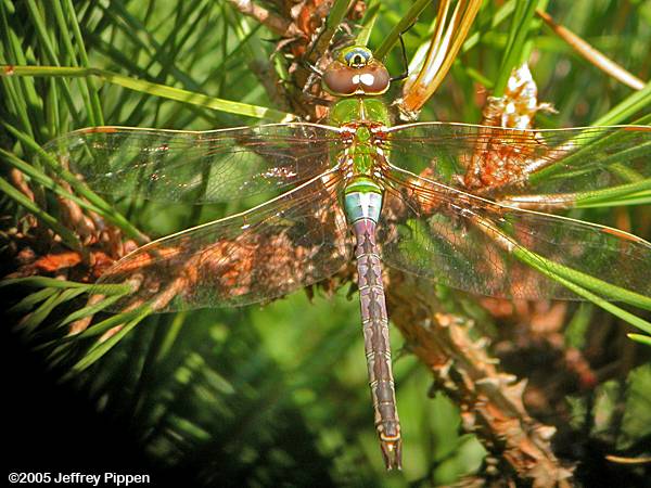 Common Green Darner (Anax junius)