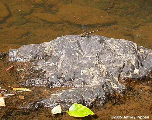 Common Sanddragon (Progomphus obscurus)