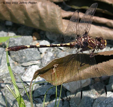 Common Sanddragon (Progomphus obscurus)