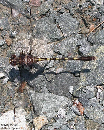 Common Sanddragon (Progomphus obscurus)