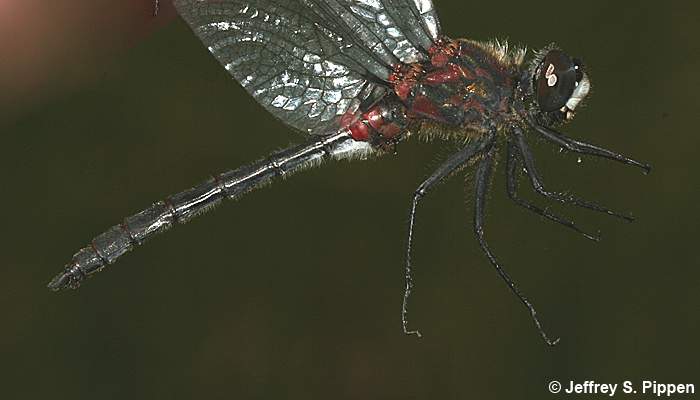 Crimson-ringed Whiteface (Leucorrhinia glacialis)