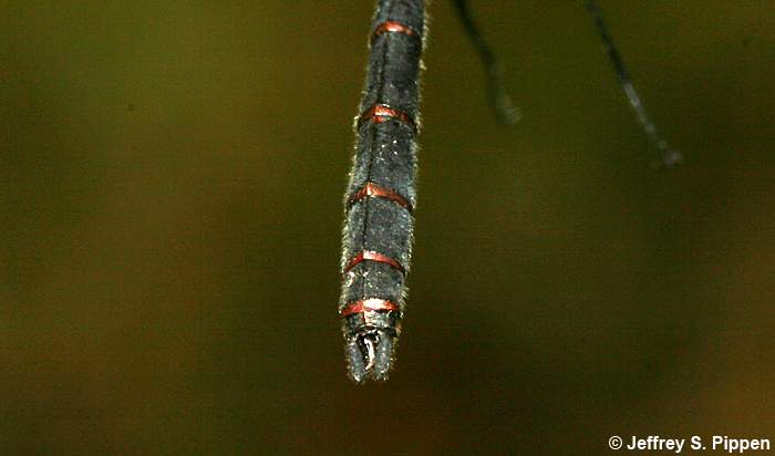 Crimson-ringed Whiteface (Leucorrhinia glacialis)