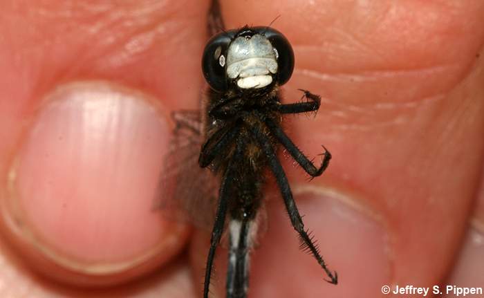 Crimson-ringed Whiteface (Leucorrhinia glacialis)