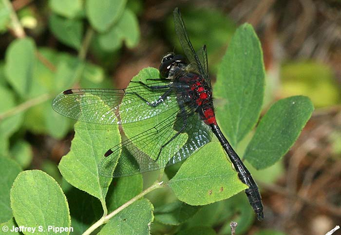 Crimson-ringed Whiteface (Leucorrhinia glacialis)