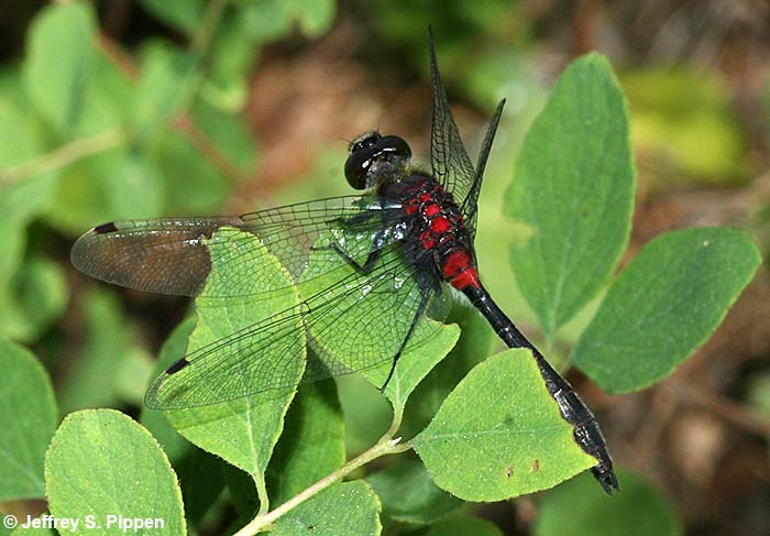 Crimson-ringed Whiteface (Leucorrhinia glacialis)