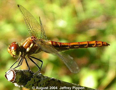 Striped Meadowhawk (Sympetrum pallipes)