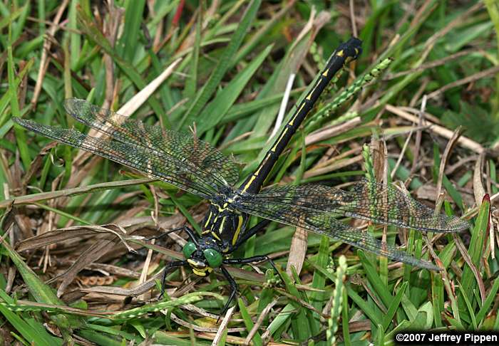 Dragonhunter (Hagenius brevistylus)