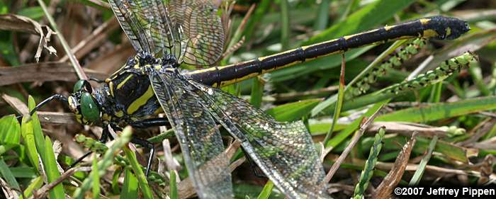Dragonhunter (Hagenius brevistylus)