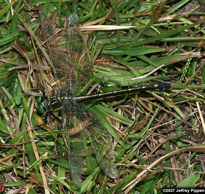 Dragonhunter (Hagenius brevistylus)