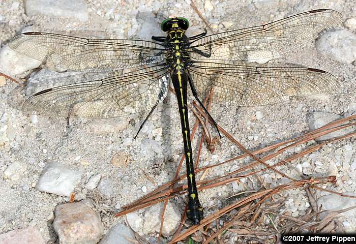 Dragonhunter (Hagenius brevistylus)