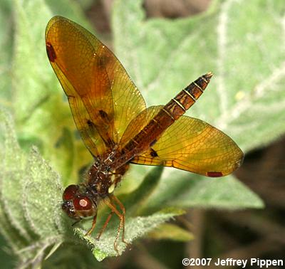 Eastern Amberwing (Perithemis tenera)