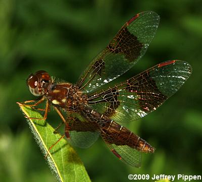 Eastern Amberwing (Perithemis tenera)
