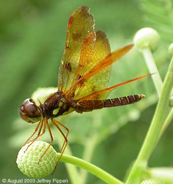 Eastern Amberwing (Perithemis tenera)