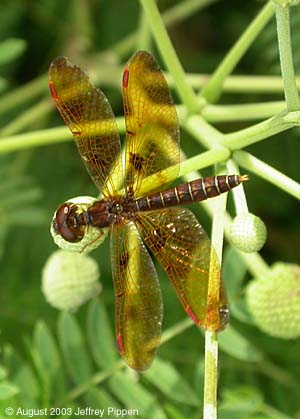 Eastern Amberwing