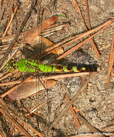 Eastern Pondhawk (Erythemis simplicicollis)