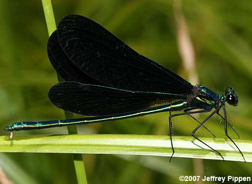Ebony Jewelwing (Calopteryx maculata)
