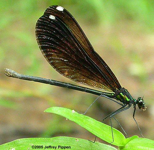Ebony Jewelwing (Calopteryx maculata)