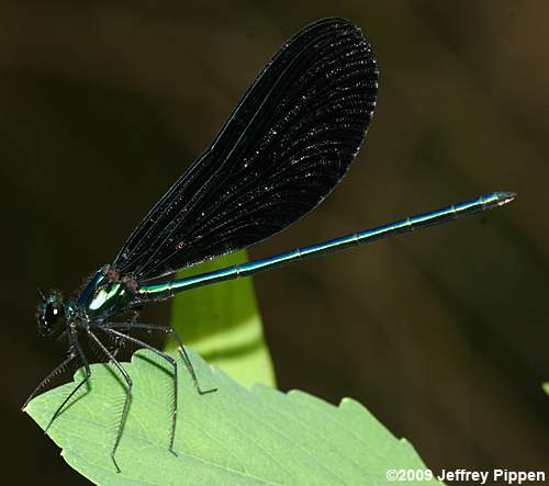 Ebony Jewelwing (Calopteryx maculata)