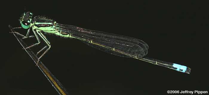 Eastern Forktail (Ischnura verticalis)