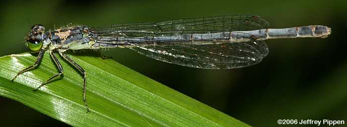 Eastern Forktail (Ischnura verticalis)