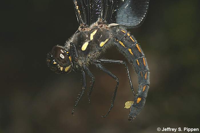 Eight-spotted Skimmer (Libellula forensis)