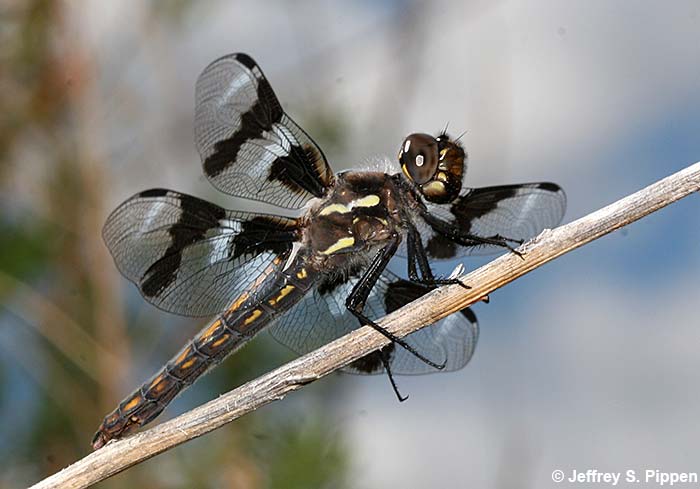 Eight-spotted Skimmer (Libellula forensis)