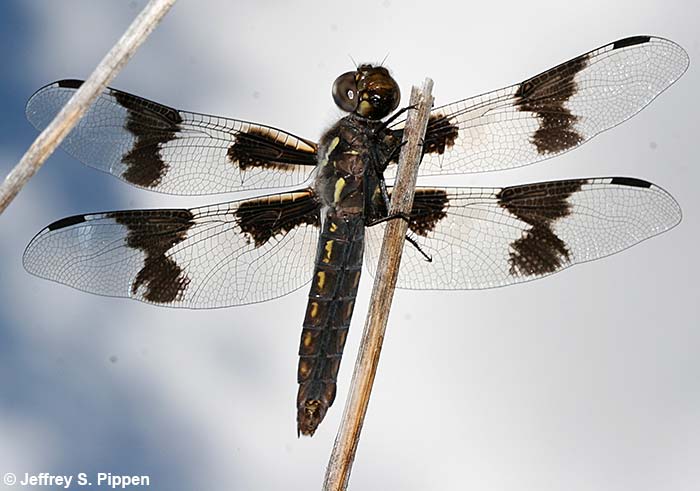 Eight-spotted Skimmer (Libellula forensis)