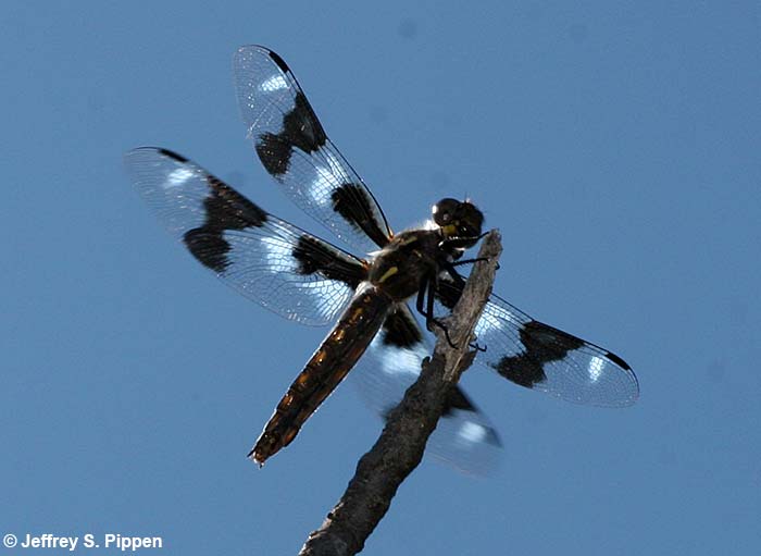 Eight-spotted Skimmer (Libellula forensis)
