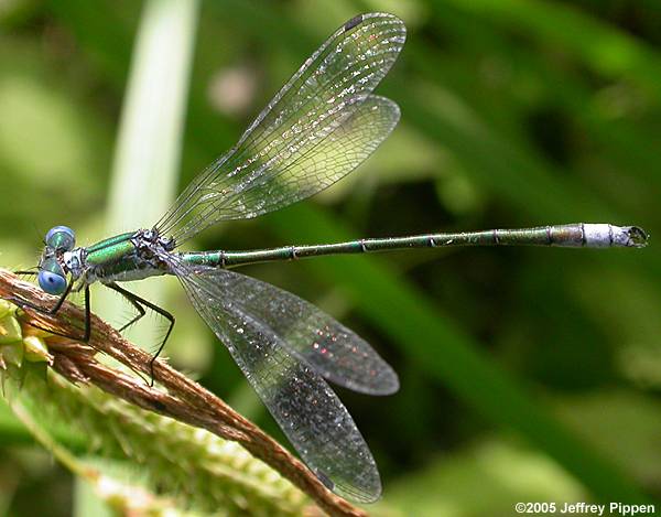 Emerald Spreadwing (Lestes dryas)
