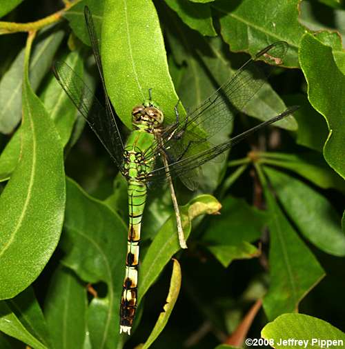 Eastern Pondhawk (Erythemis simplicicollis)