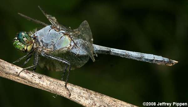 Eastern Pondhawk (Erythemis simplicicollis)