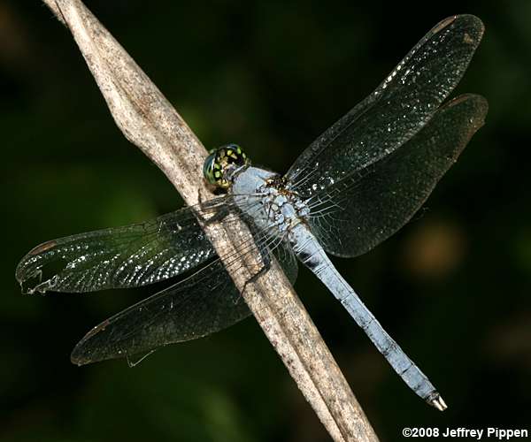 Eastern Pondhawk (Erythemis simplicicollis)