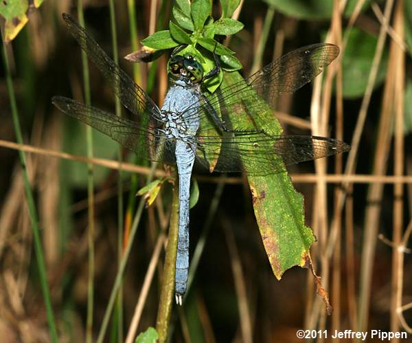 Eastern Pondhawk (Erythemis simplicicollis)
