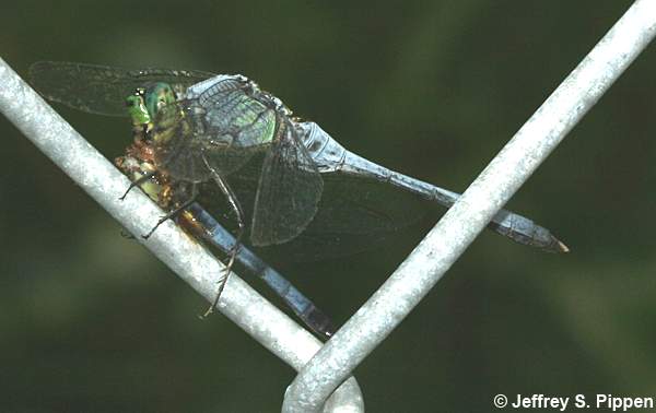Eastern Pondhawk (Erythemis simplicicollis)