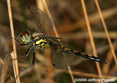 Ornate Pennant, Faded Pennant (Celithemis ornata)