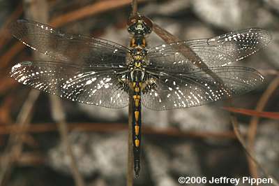 Ornate Pennant, Faded Pennant (Celithemis ornata)