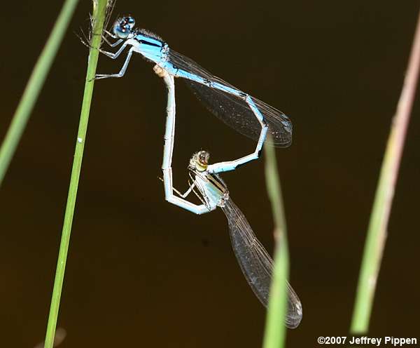 Familiar Bluet (Enallagma civile)