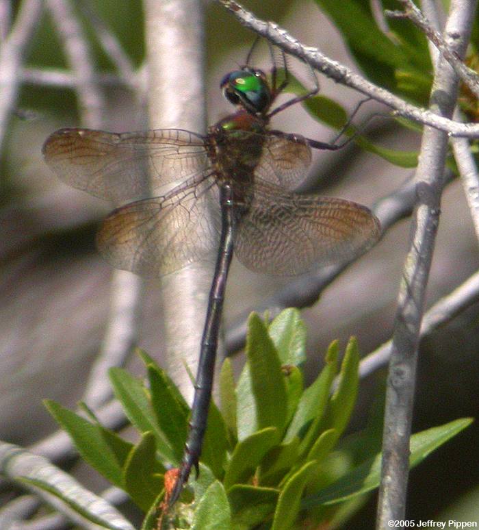 Fine-lined Emerald (Somatochlora filosa)