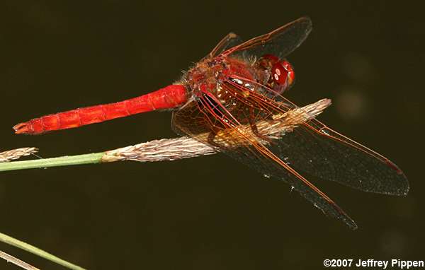 Flame Skimmer (Libellula saturata)