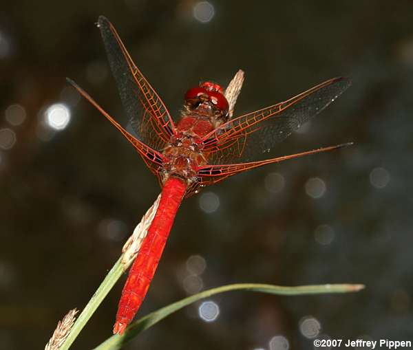 Flame Skimmer (Libellula saturata)