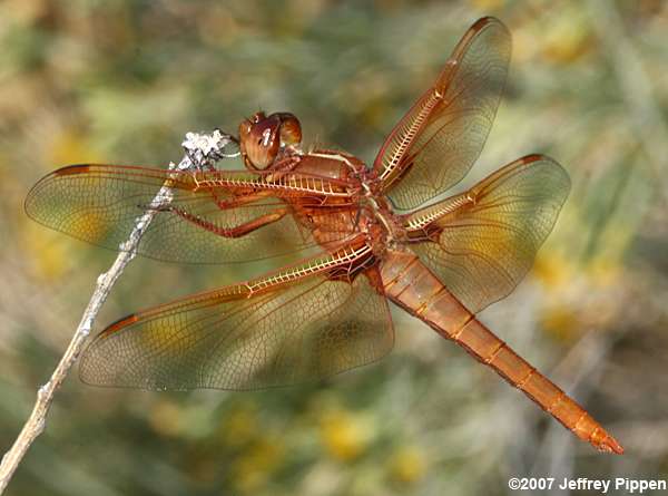 Flame Skimmer (Libellula saturata)