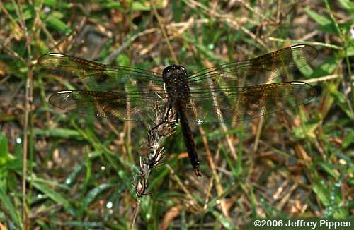 Four-spotted Pennant (Brachymesia gravida)