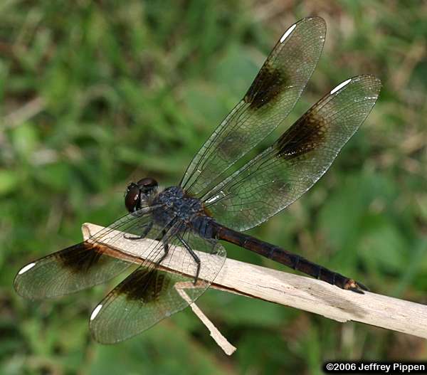 Four-spotted Pennant (Brachymesia gravida)