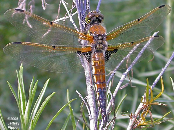 Four-spotted Skimmer (Libellula quadrimaculata)