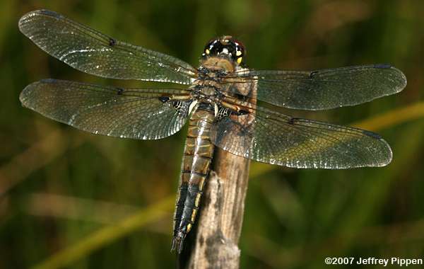 Four-spotted Skimmer (Libellula quadrimaculata)
