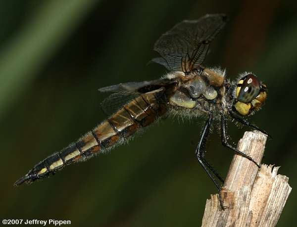 Four-spotted Skimmer (Libellula quadrimaculata)