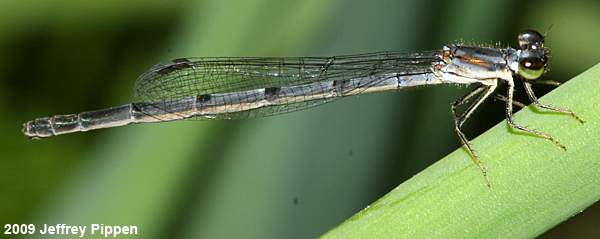 Fragile Forktail (Ischnura posita)