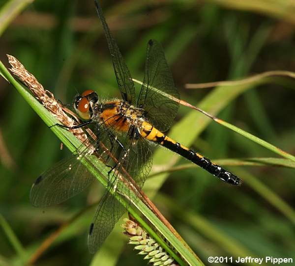 Frosted Whiteface (Leucorrhinia frigida)