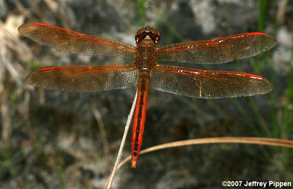 Golden-winged Skimmer (Libellula auripennis)
