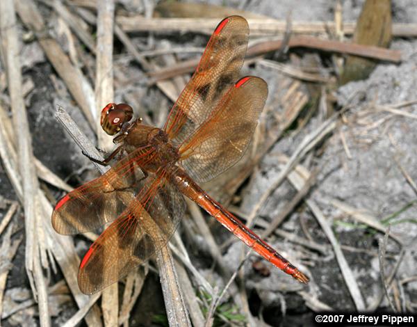 Golden-winged Skimmer (Libellula auripennis)
